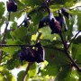 Fruit Bats, Similan Islands